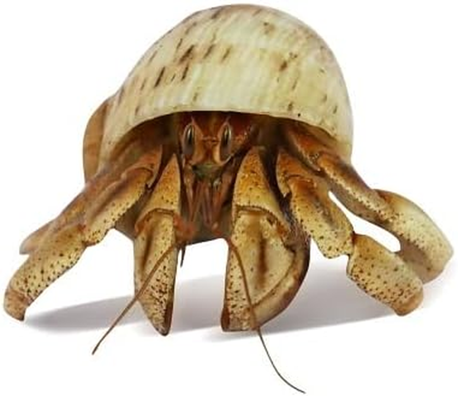 Undercover Medium Spare Shell image number 1