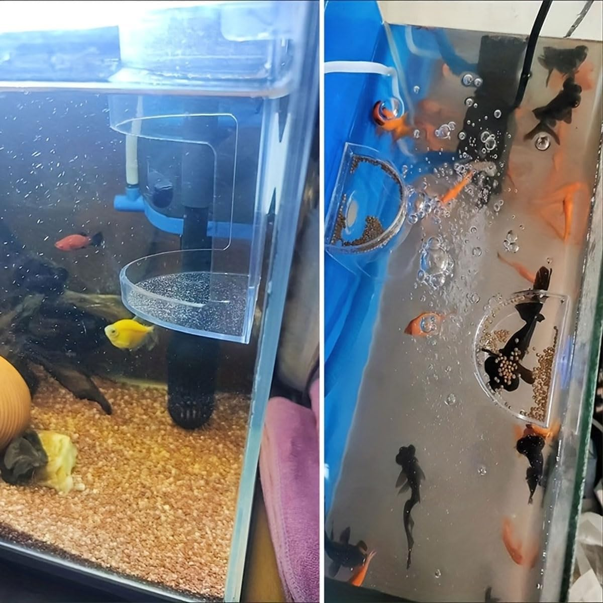 AIMALL Floating Fish Feeding Ring &ndash; Hanging Aquarium Food Feeder with Suction Cups, round & Square PS Plastic Feeding Box for Parrot Fish, Koi, and Tropical Tanks