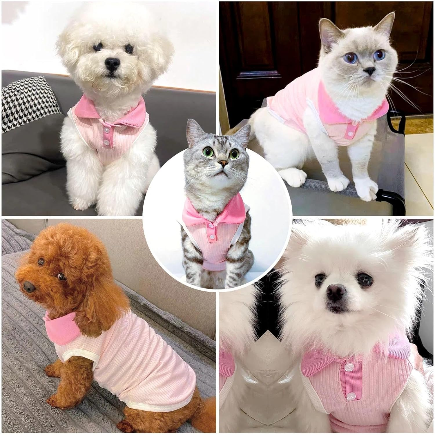 AXIIJGL Dog Tshirts for Small Dogs Polo Shirt Stretchy Dog T Shirt Breathable Dogs Cooling Vest Sweatshirts Girl Boy Puppy Dachshund French Bulldog Frenchie Chihuahua Pet Clothes image number 2