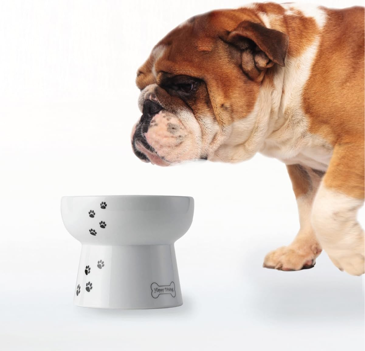 Necoichi Raised Dog Water Bowl