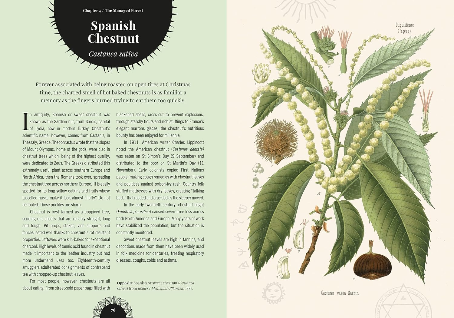 Kew - Witch'S Forest: Trees in Magic, Folklore and Traditional Remedies