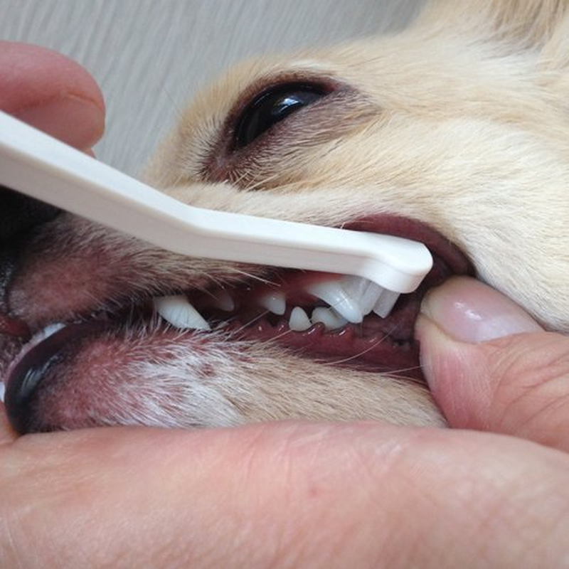 (Micro Head) - Toothbrush for Dogs Easy to Use Made in Japan Kenko Care by Mind Up image number 2