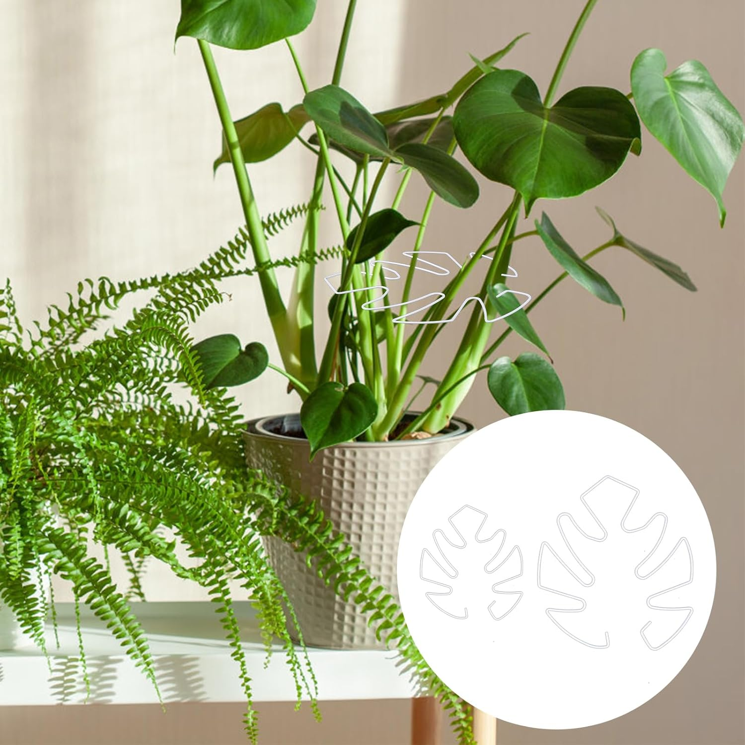 BOXOB 2Pcs Monstera Leaf Plant Support, 2 Size Climbing Plant Stem Support Hooks Ideal Monstera Stabilizer Grapple Holder Turtle Shell Clamp Set for Thriving Growth Plant(White) image number 3