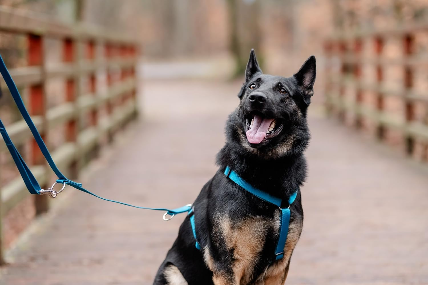 Chaba Guard Dog Harness for Large Dogs with Control, Anti-Pull & Choking, Adjustable, Comfortable and Lightweight, Classic Step-In Chest Harness, Running Harness, Size XL, Sea image number 5