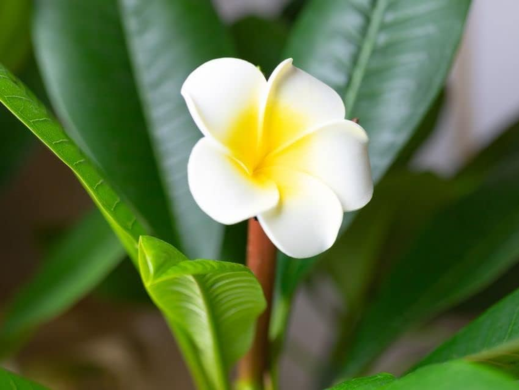 Bath Gel - Frangipani by Lerbolario for Women - 10.1 Oz Shower Gel