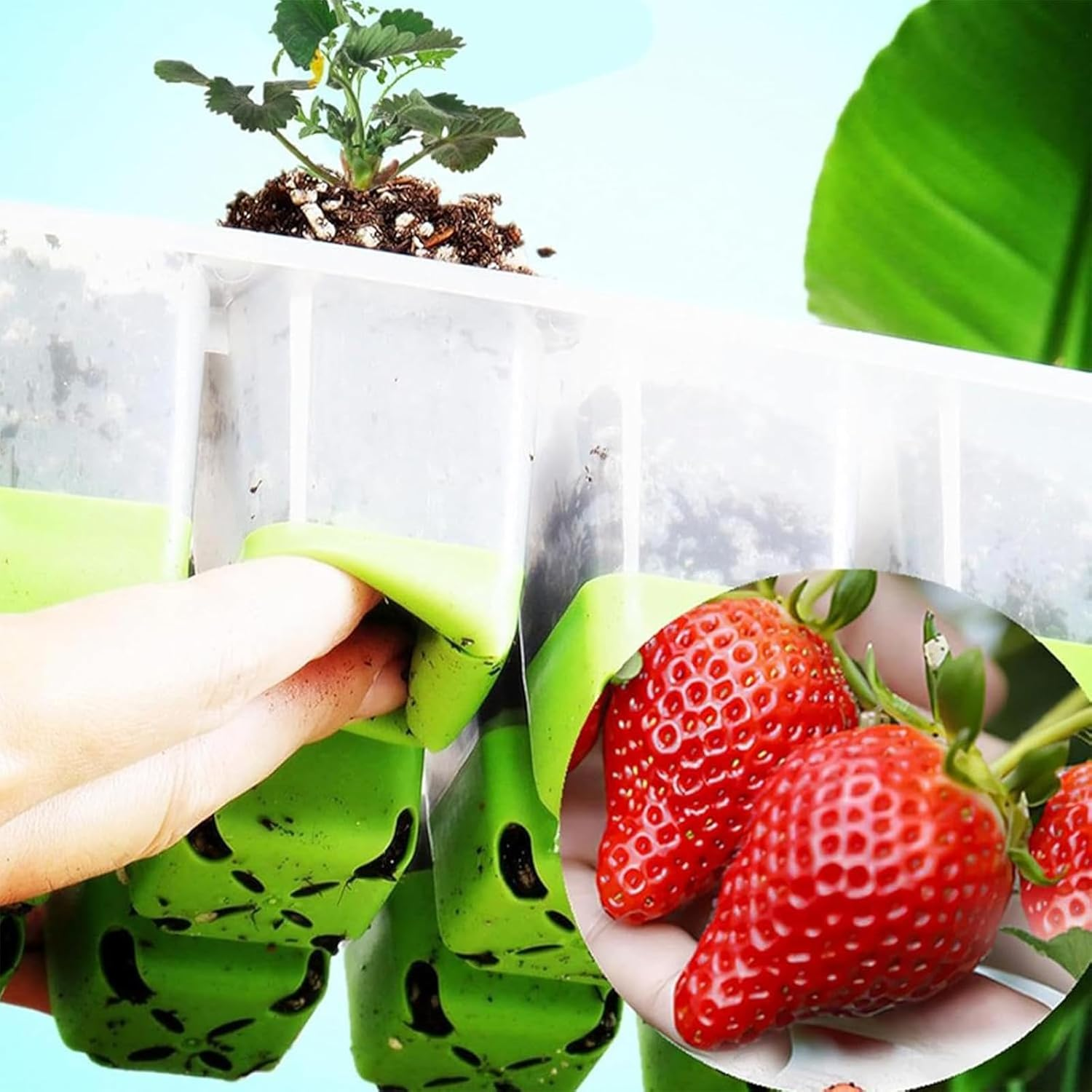 Yeanifeana Reusable Silicone Seedling Starter Tray, 12 Flexible Pop-Out Cells for Indoor Gardening, Greenhouse Planting, Durable Seed Pots & Growing Containers for Plants (5 Silicone Trays) image number 6