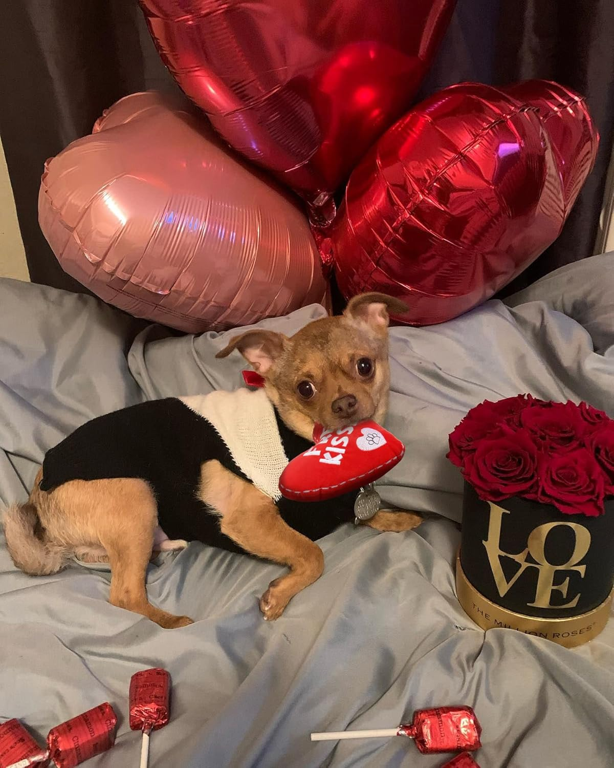 Valentines Dog Toy, Plush Dog Squeak Toy, Heart Dog Toy for Small Medum Dogs image number 2