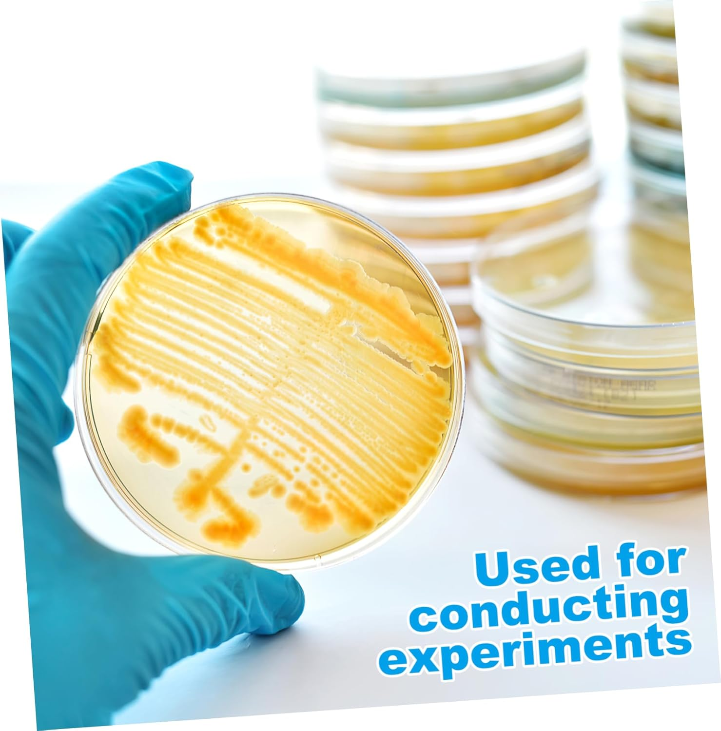 Didiseaon 10Pcs Pre-Poured Agar Plates Nutrient Agar Petri Dishes for Science Experiments Thick Agar for Growth Laboratory Supplies for Use Prepoured Petri Dishes image number 2