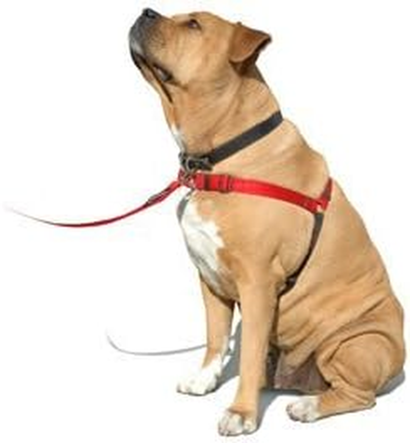 Sense-Ation No-Pull Dog Harness - 3/4" Wide Medium/Large