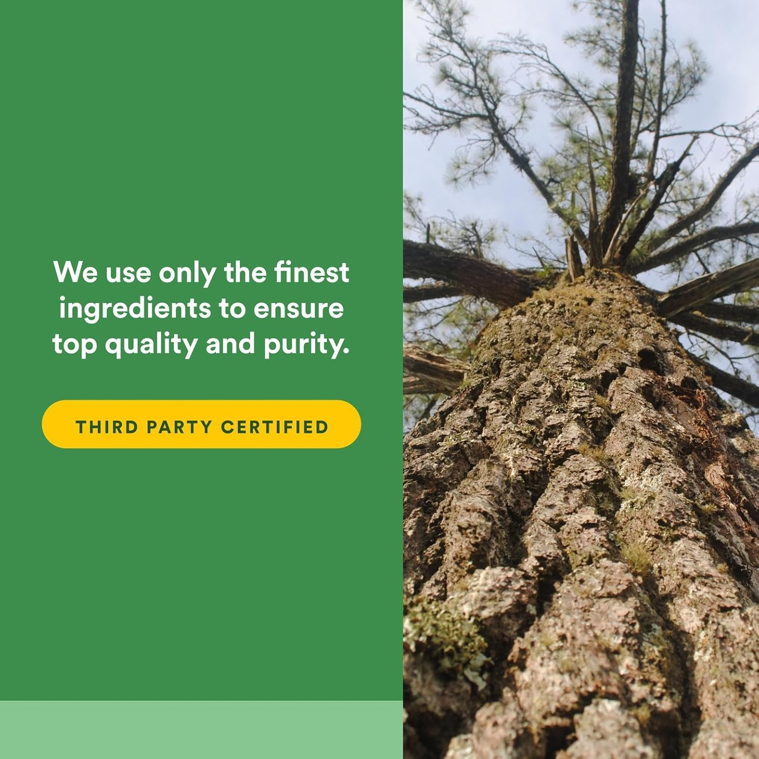 Natural Factors Pycnogenol 25 Mg 60 Capsules image number 3