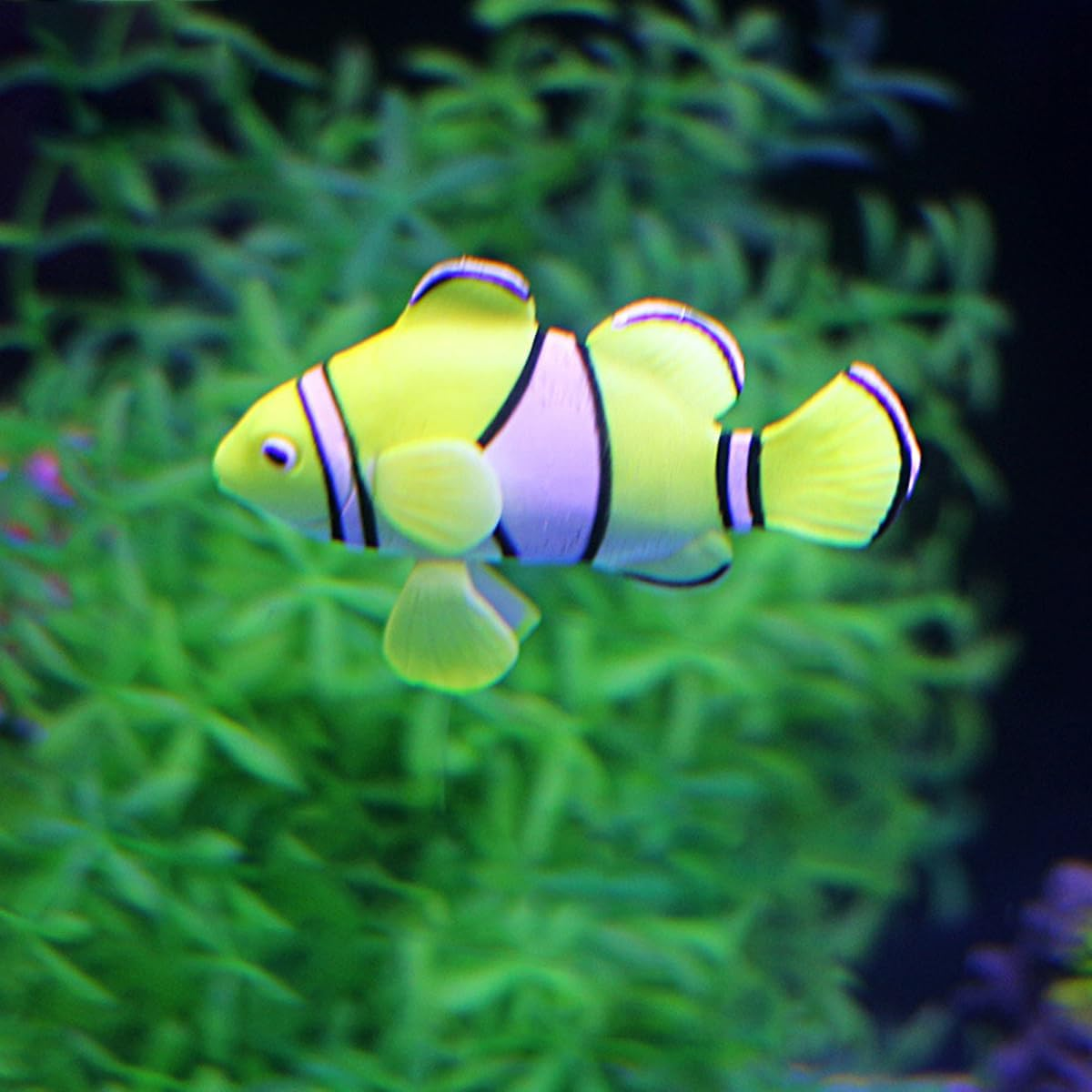 AIMALL 2PCS Artificial Floating Aquarium Fish Decorations Set, Silicone Betta Fish for Aquarium D&eacute;cor, Moving Small Fish Tank Ornaments for Betta Tanks, 6 Styles, 1.7-3.9 Inches image number 1