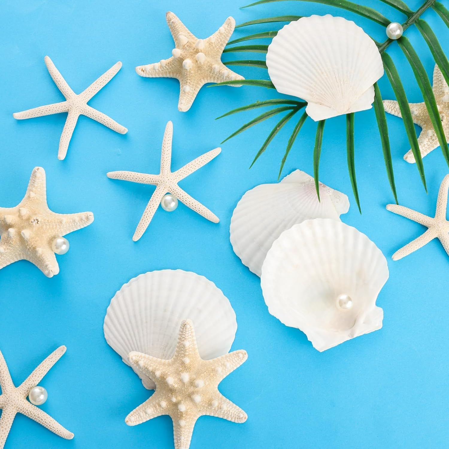 15PCS Starfish Scallop Shells for Crafts 3.5"-4.7" Large Seashells Bulk Mixed Star Fish Shells Decorations for Wedding Decor DIY Crafting Craft Making Fish Tank Home Decorations image number 5