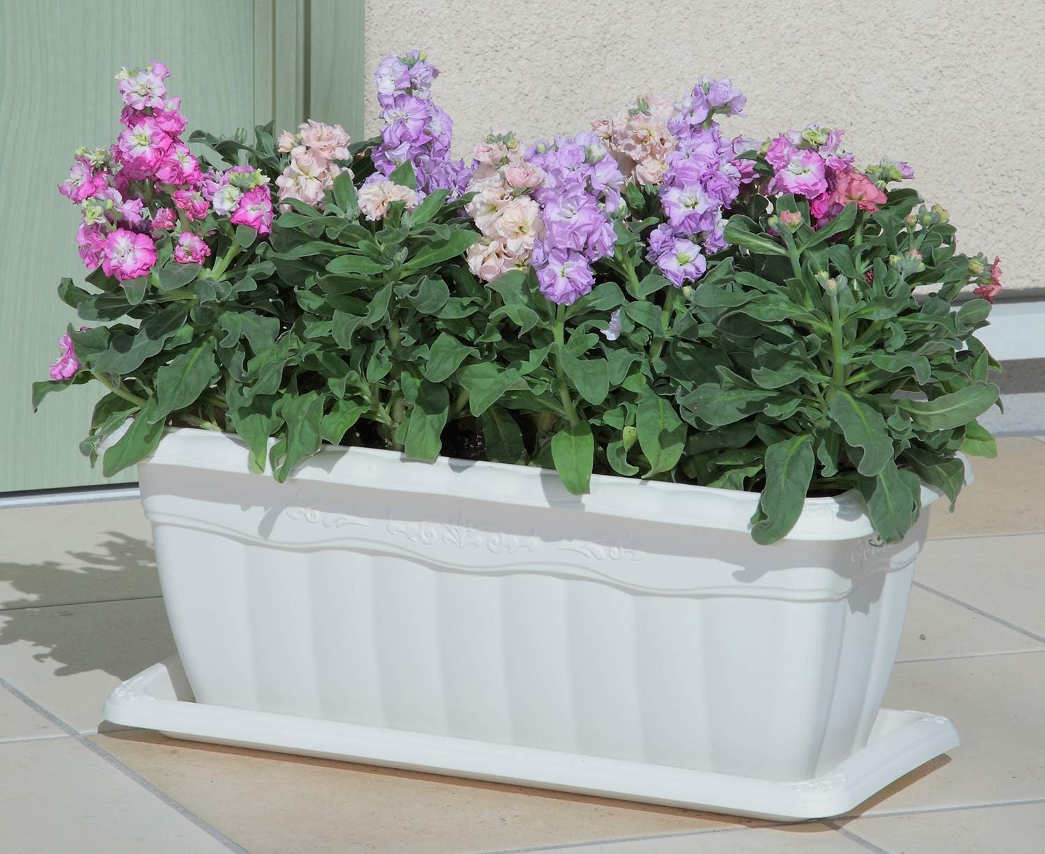 Apple Wear Queen Plate 450 White image number 2