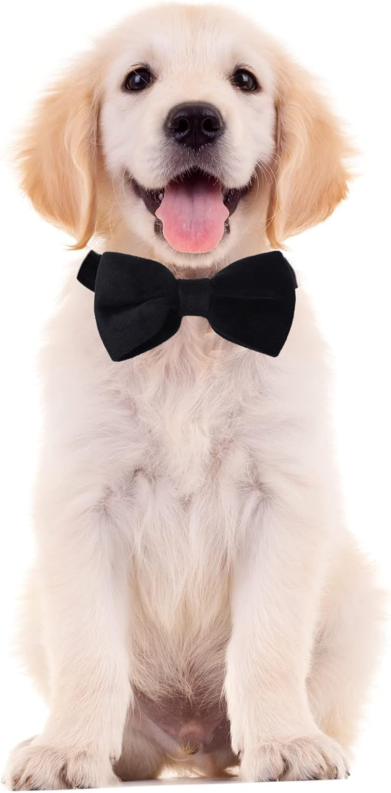 Choyaxo Velvet Dog Collar with Bow Adjustable Bowtie Dog Collar with Metal Buckle for Small Medium Large Dogs Cats Pets Wedding Christmas Halloween Holiday (Medium (Pack of 1), Black) image number 4