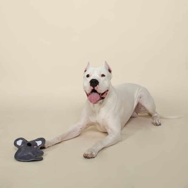 Fringe Studio Plush Dog Toy, Durable, Let'S Have Some Koala-Ty TIME (729067) Medium image number 3