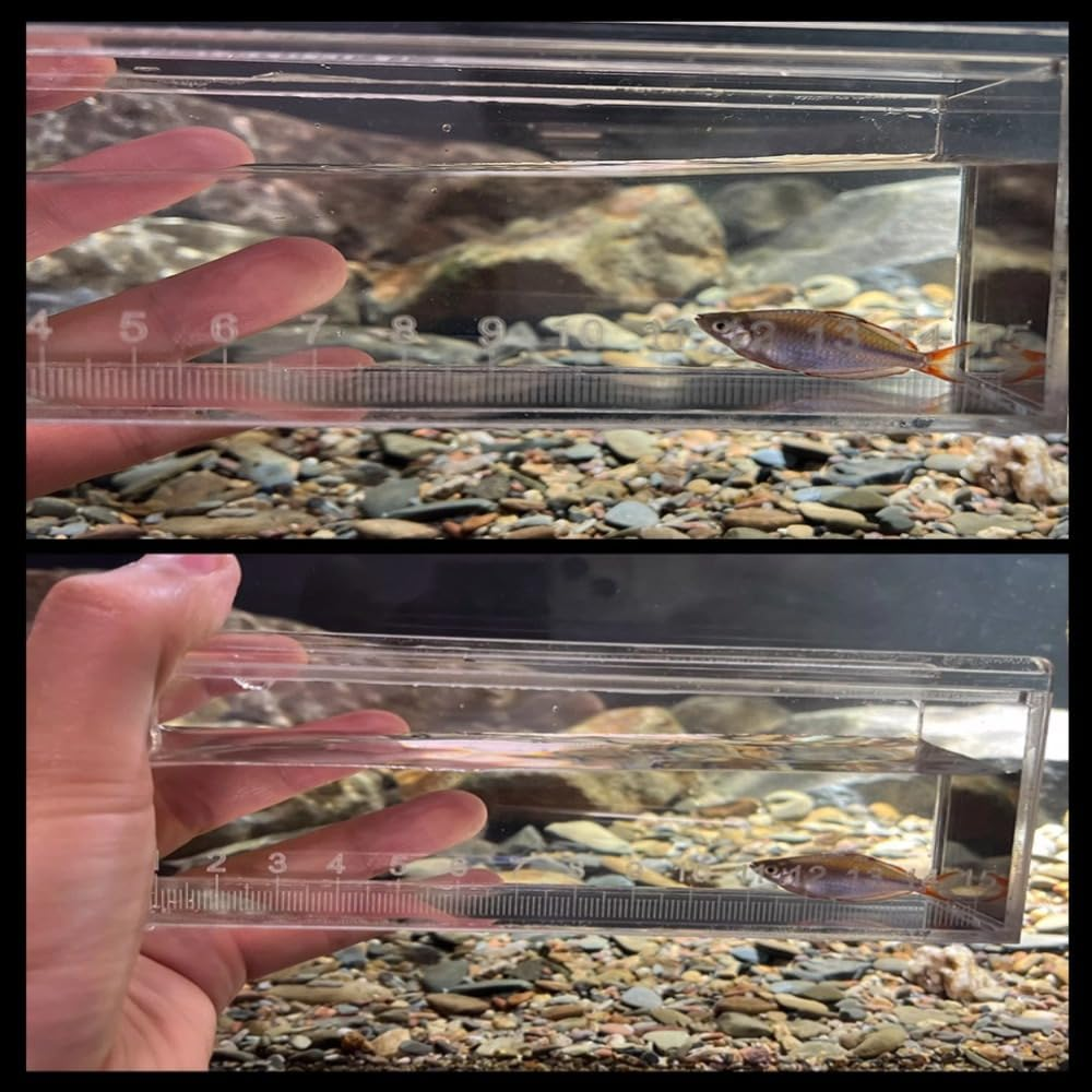 Fish Viewing Box, Acrylic Holder, Transparent Outdoor Indoor Micro Landscape Fish, Generic Fish Breeding Box image number 3