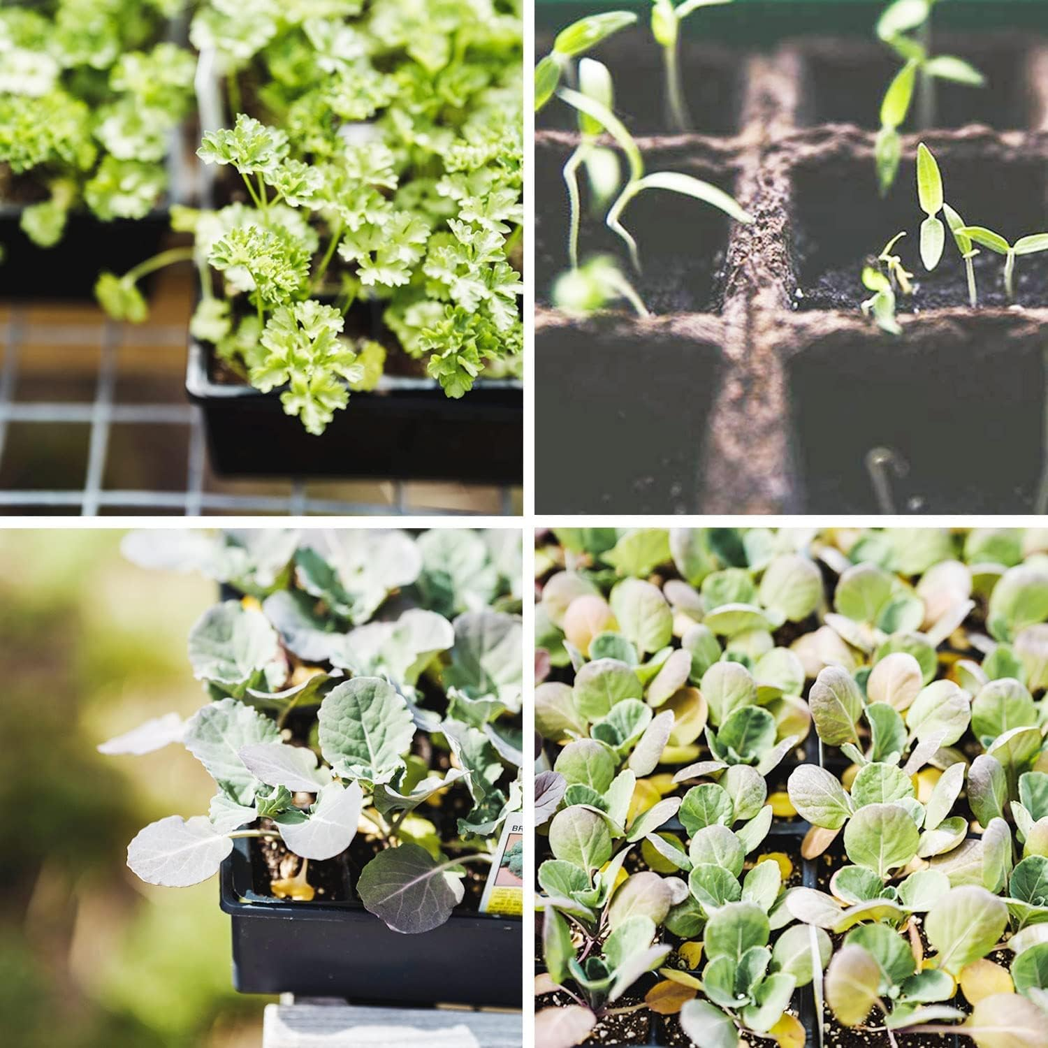 Seed Starter Kit with 90 Peat Pots for Seedlings Seed Starter Trays, 5 Plastic Growing Trays 20 Plant Labels & 3 Garden Tools, Outdoor or Indoor Herb Garden Nursery image number 4