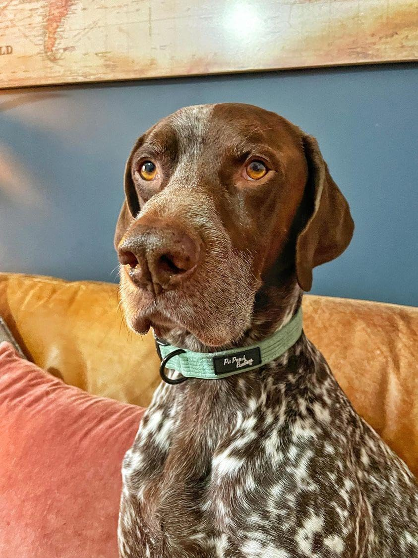 SAGE Green Cord Dog Collar M image number 1