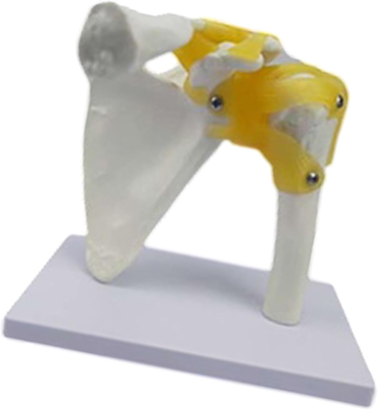 Eigell Human Joint Model for Educational Purposes, Medical Display Tool, Skeleton Structure for Science Learning, Hand