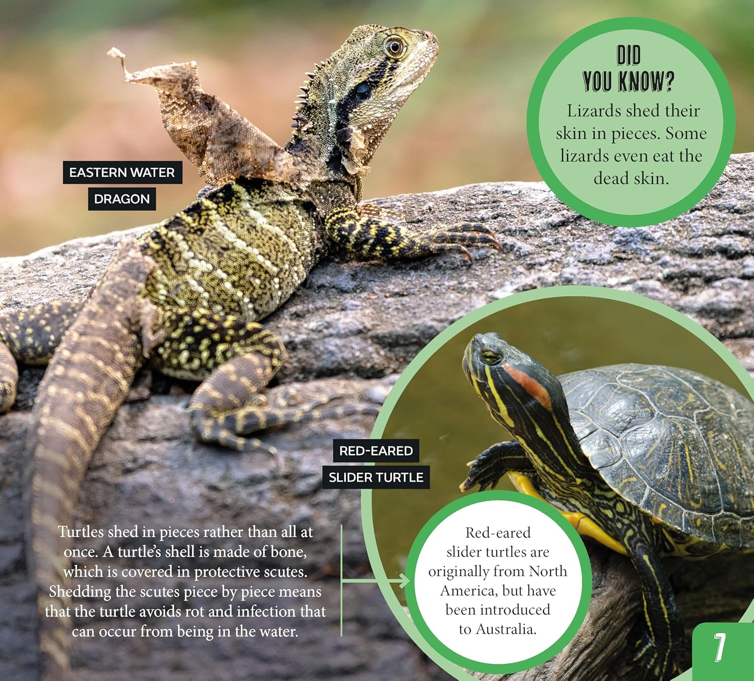 AG Discover: Aussie Reptiles image number 4