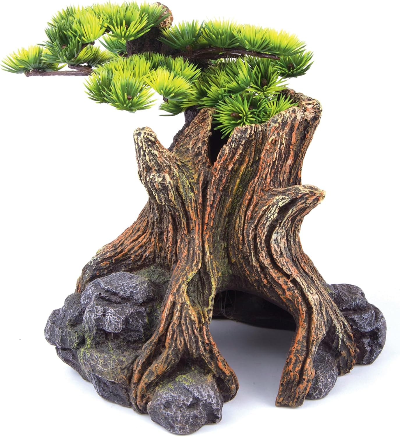Kazoo Bonsai Plant, Large image number 1