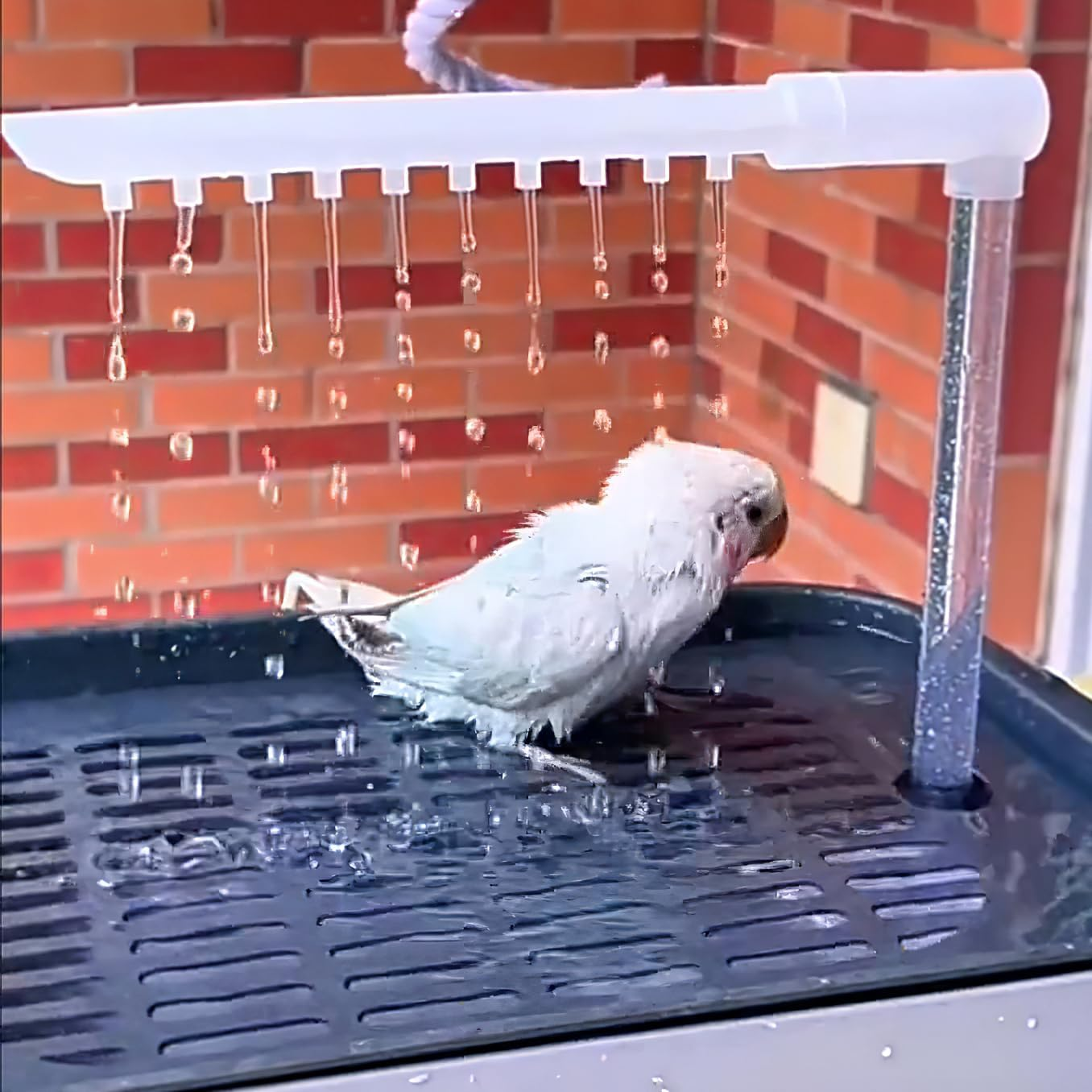 Bird Bath Box With image number 2