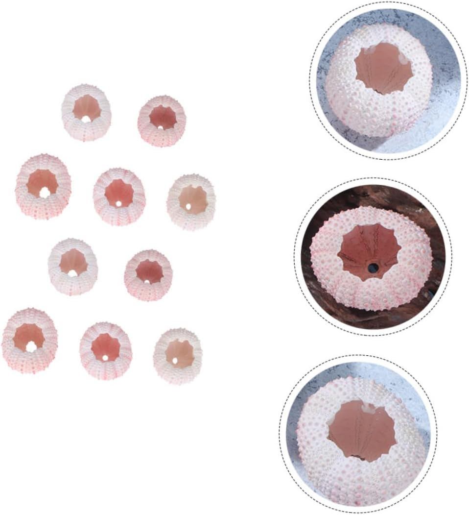 Cabilock 10Pcs Natural Sea Urchin Shell Air Plant Urchin Holder Miniature Gardening Decorations for Boys and Girls Party Supplies