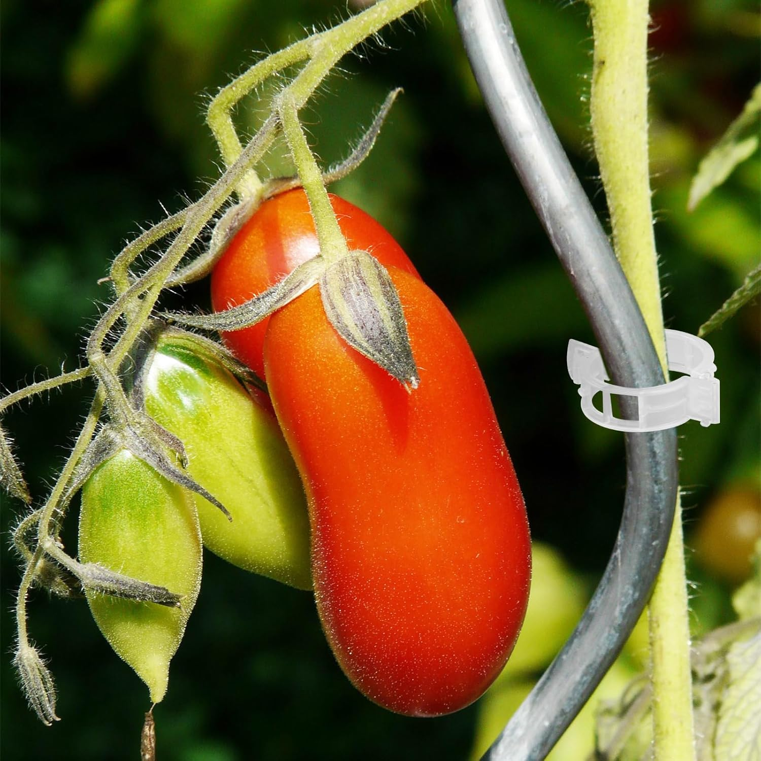 LMXMGRG Plastic Plant Clips Set,Plant Support Clips 100Pcs,2024 Upgrade Plant Vine Clips for Climbing Plants,Tomato,Plant Trellis Clips for Outdoor Makes Plants Healthier image number 5