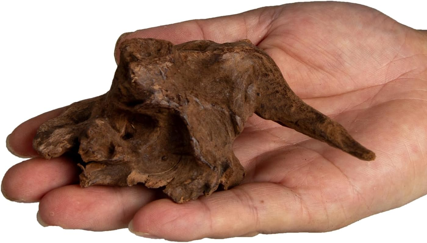 Emours Small Aquarium Driftwood, 2&ndash;6", Natural Twisted Branches, Low-Tannin, Great for Shrimp/Betta & Nano Aquascapes, Also for Reptile Terrariums (5) image number 6