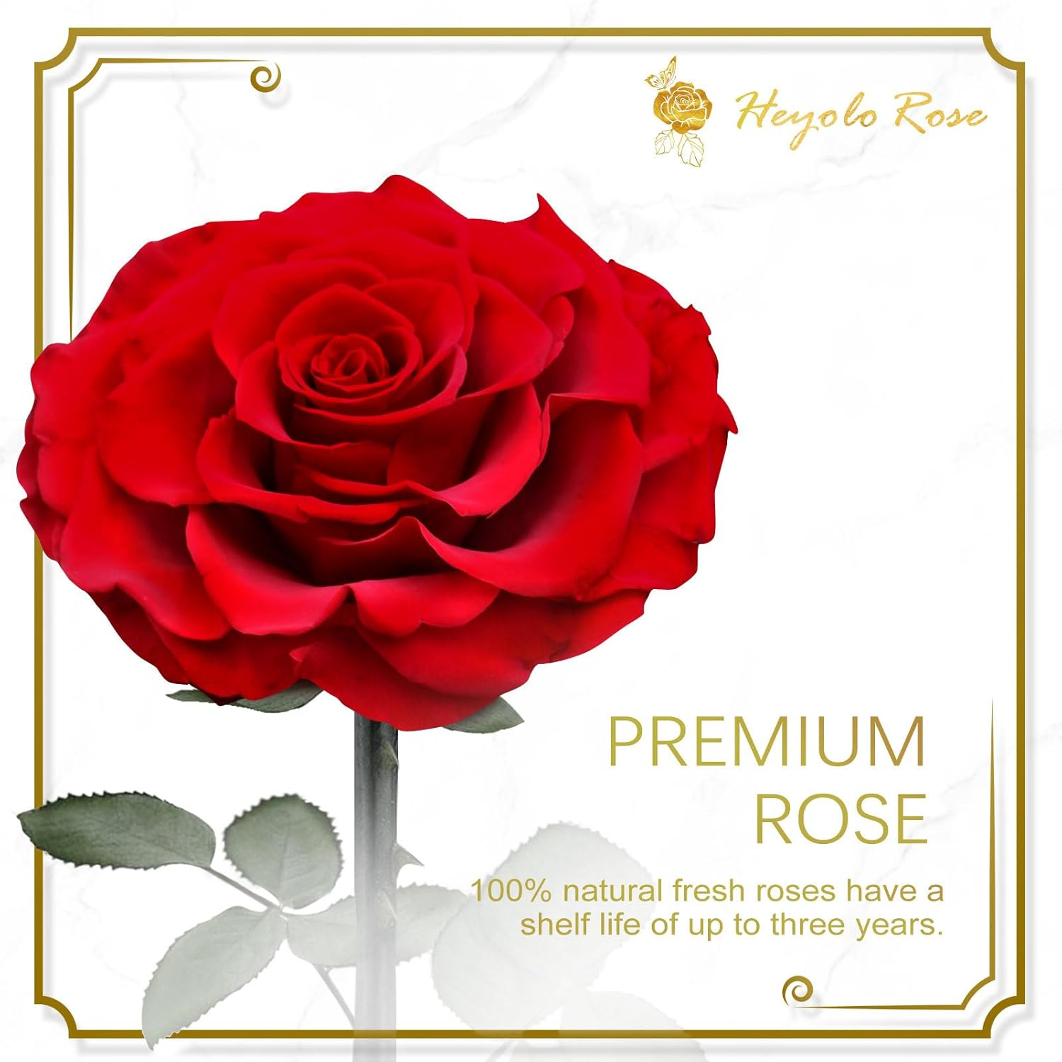 Forever Preserved Rose, Handcrafted Eternal Rose in Glass Dome, Beauty and the Beast Rose, Best Expression of Love for Women, Mother'S Day, Valentines Day, Christmas, Birthday, Anniversary