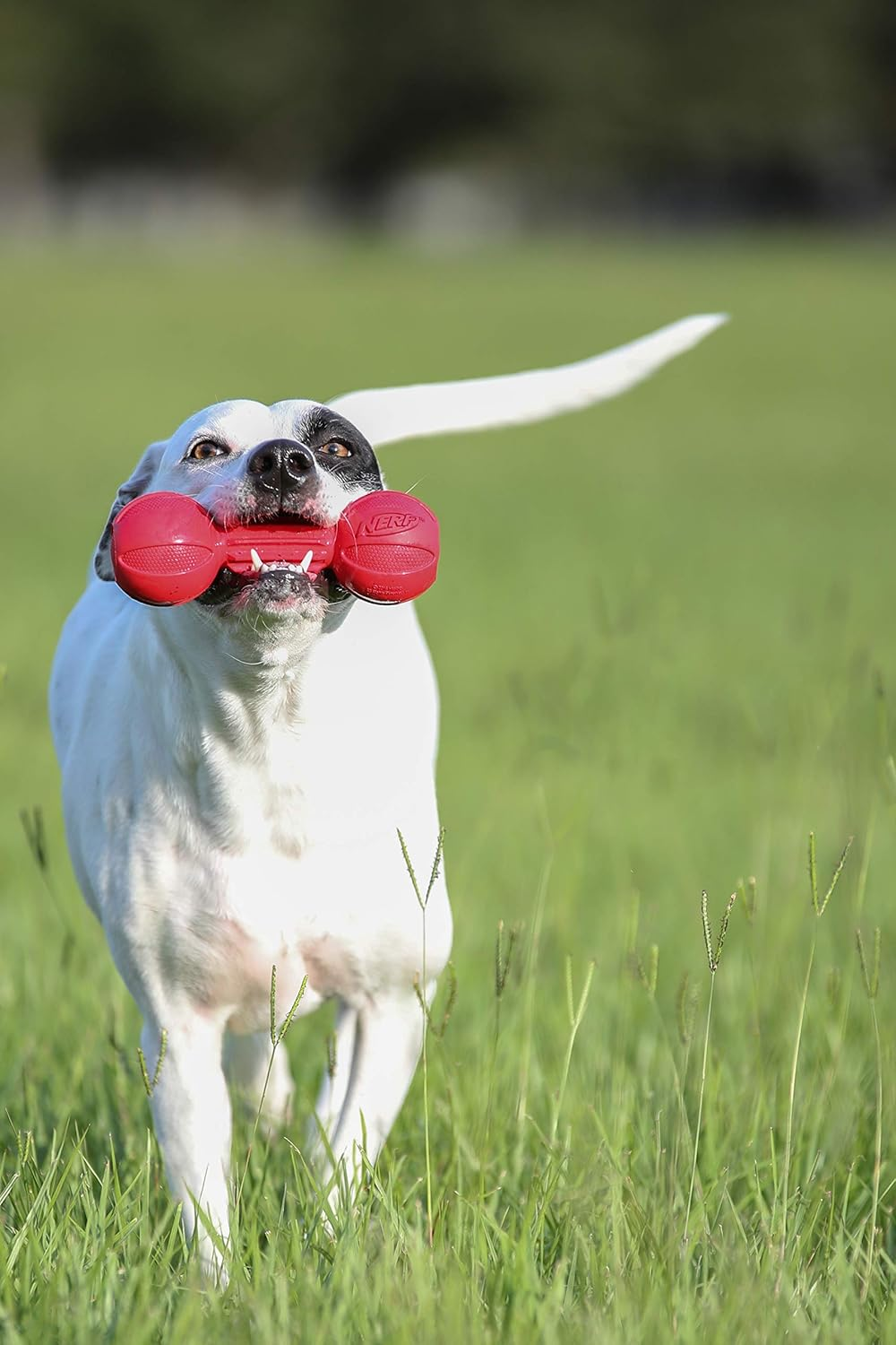 Nerf Dog Barbell Chew Dog Toy, Large, Red Medium image number 2