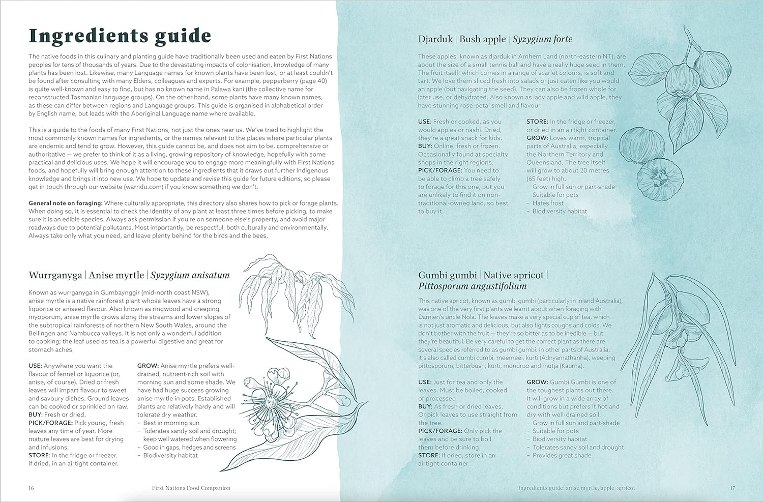 First Nations Food Companion: How to Buy, Cook, Eat and Grow Indigenous Australian Ingredients image number 1