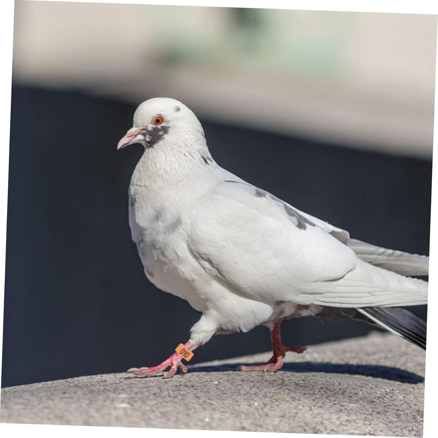 ERINGOGO 100 Pcs Pigeon Foot Rings Plastic Bird Leg Bands Identification Bands Bright Orange for Pigeons and Poultry Bird Accessories image number 5