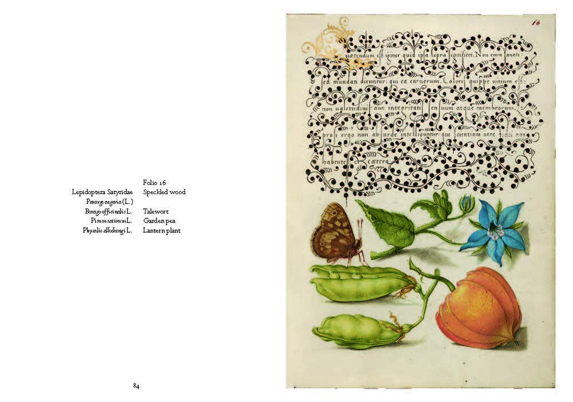 Mira Calligraphiae Monumenta: a Sixteenth-Century Calligraphic Manuscript Inscribed by Georg Bocskay and Illuminated by Joris Hoefnagel image number 2