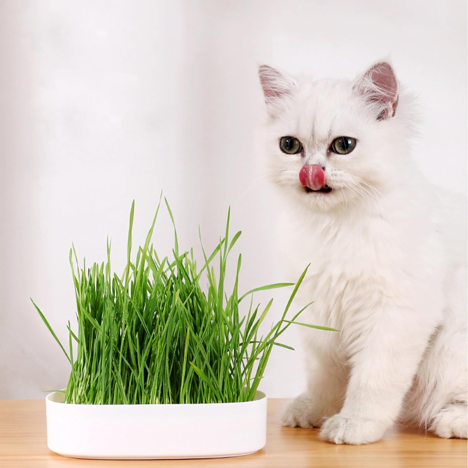 3-Pack Hydroponic Cat Grass Planter Kit - Soil-Free Wheatgrass Growing Trays for Healthy Kittens image number 1