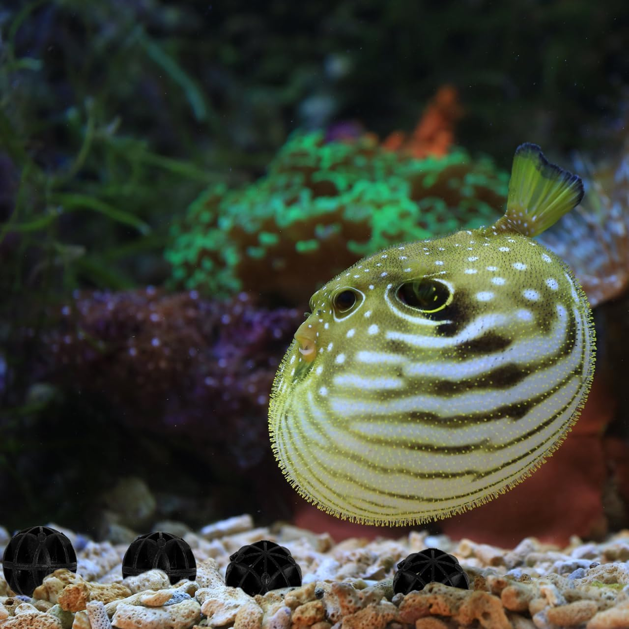 POPETPOP 100Pcs Aquarium Carbon Fish Tank Filter Media Aquarium Substrate Biological Balls Aquarium Filter Media Biochemical Balls Biological Filter Media Filter Media Balls Sponge Mali image number 5