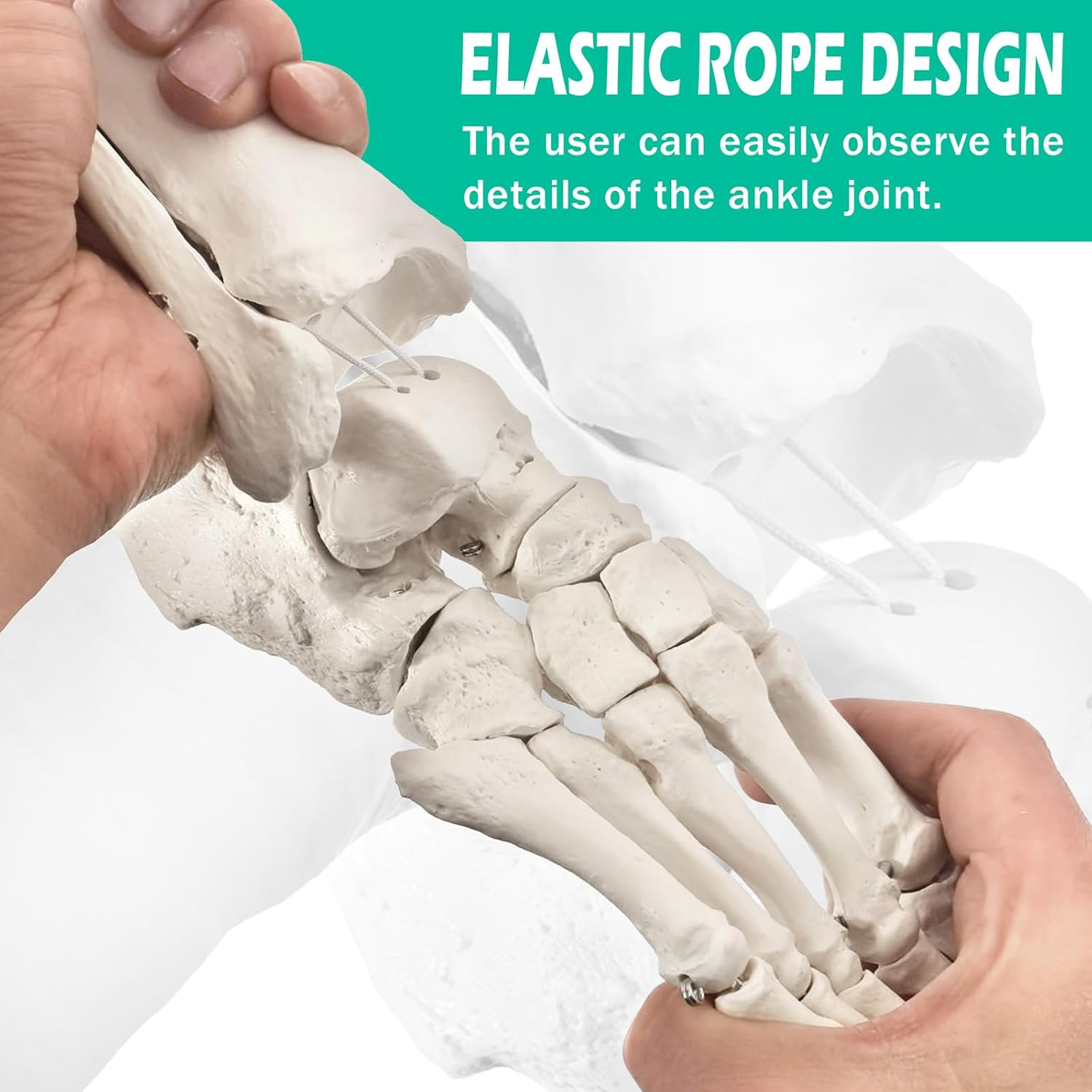 2025 New Design Life Size Medical Human Foot and Ankle Model, Anatomy Foot Skeleton Model W/Tibia Fibula, Right, Fully Articulated, Human Skeleton Model for Medical Study & Science Classroom image number 5
