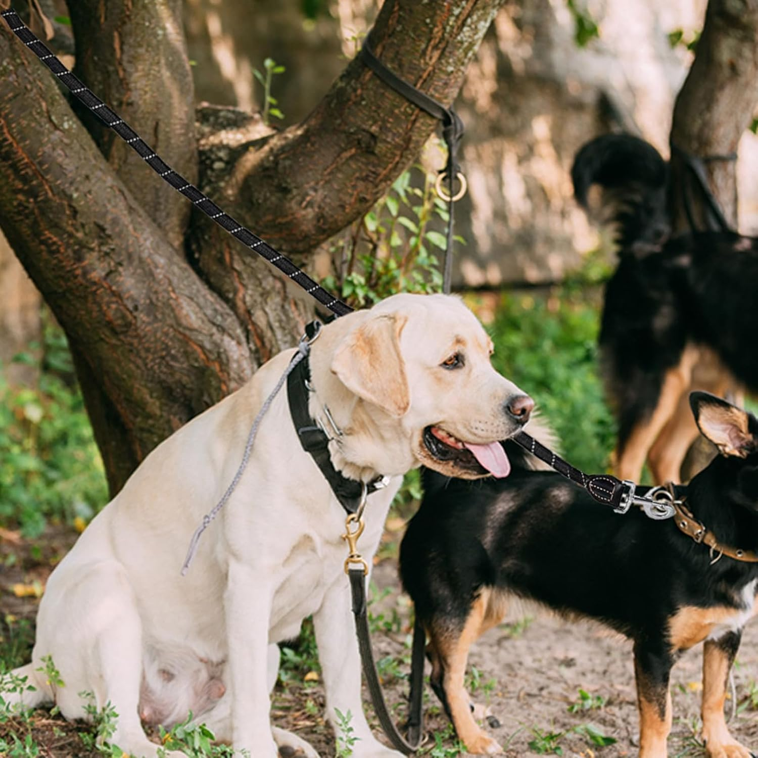 Dog Lead 3 M Adjustable with 2 Carabiners, Shoulder Leash/Double Lead Perfect for Large Dogs with Comfortable Padded Handle and High Reflective Line, with Dog Poop Bag Holder (Black) image number 3