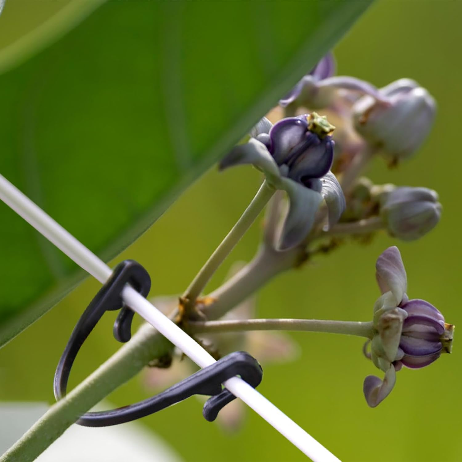 Iplusmile 100Pcs Garden Plant Support Clips Grape Stem Clamps for Vine Trees for Hanging Melons Fruit Yield Health Supplies