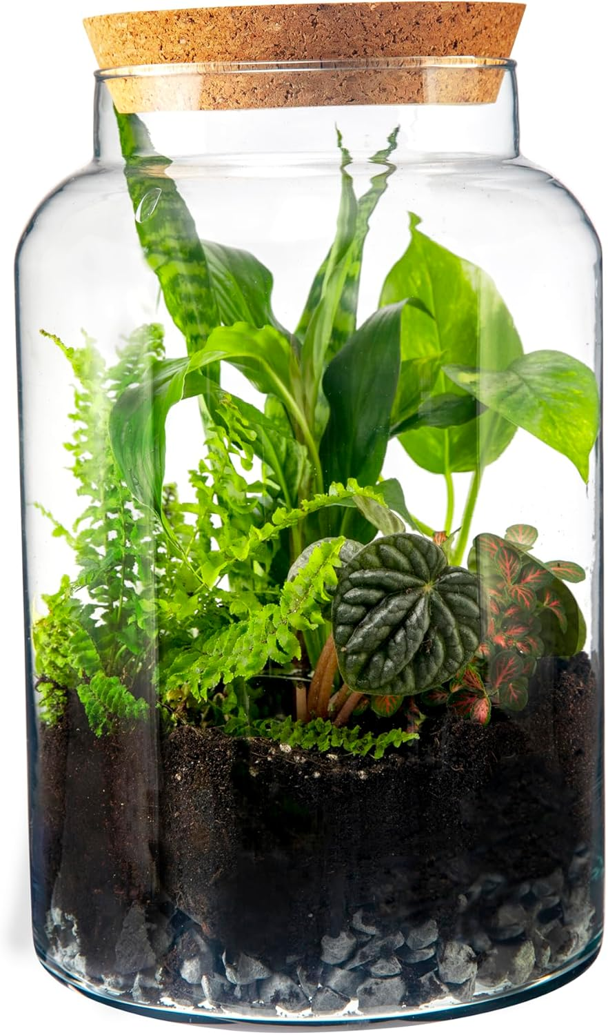 Generic Terrarium Glass Bottle with Lid, Clear, Medium image number 6