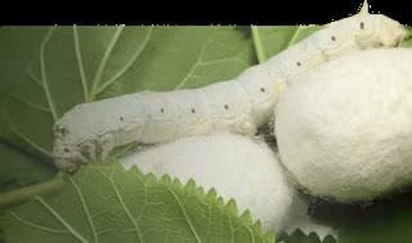 Knitsilk Mulberry Silk Cut Cocoons - Ideal for Spa, Facial Massage, and Beauty - Spinning and Crafts - White Bombyx Mori Cocoon (Pack of 1000 Pcs) image number 4