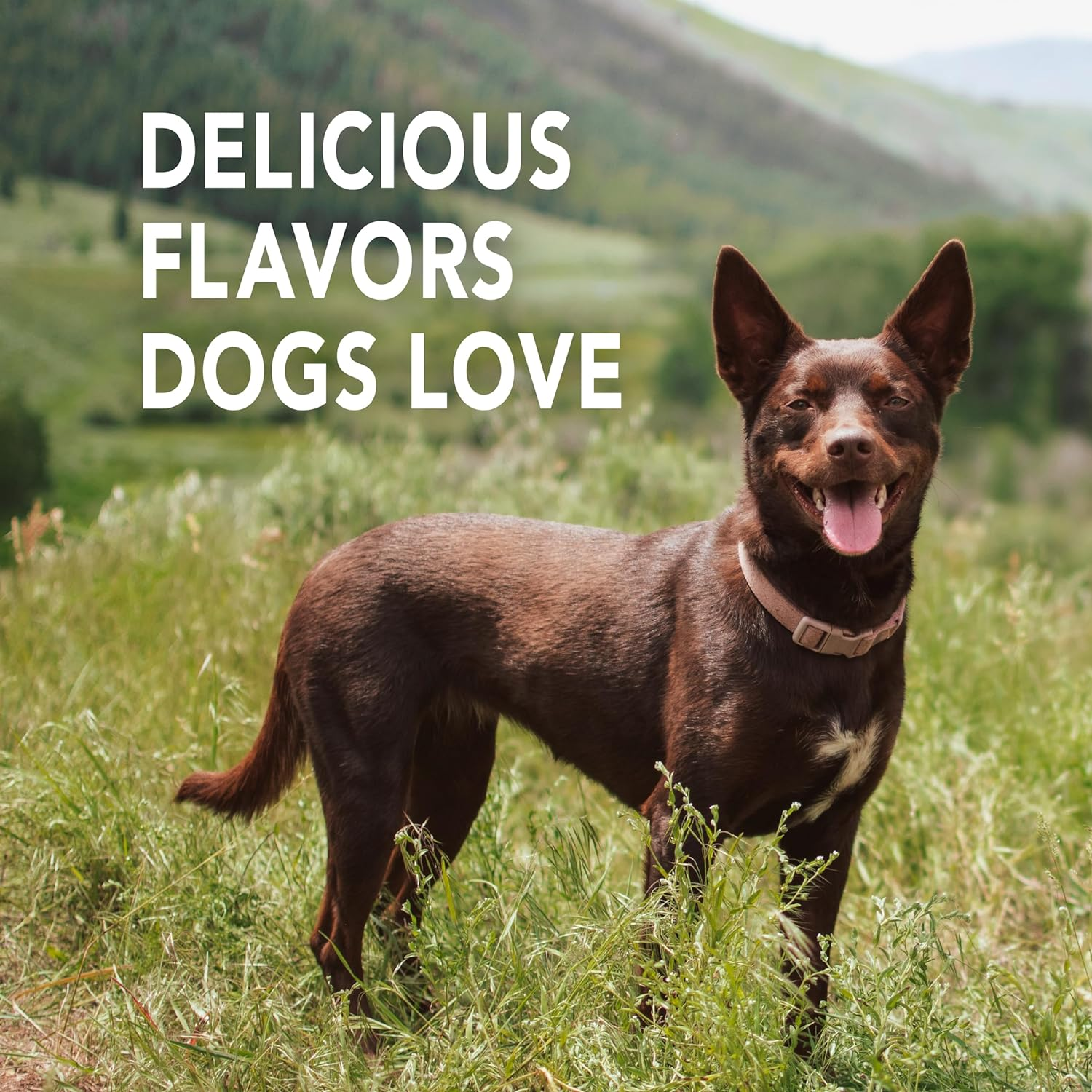 Petrodex Enzymatic Toothpaste for Dogs, Pet Dental Care, Poultry Flavor, 2.5 Oz image number 1