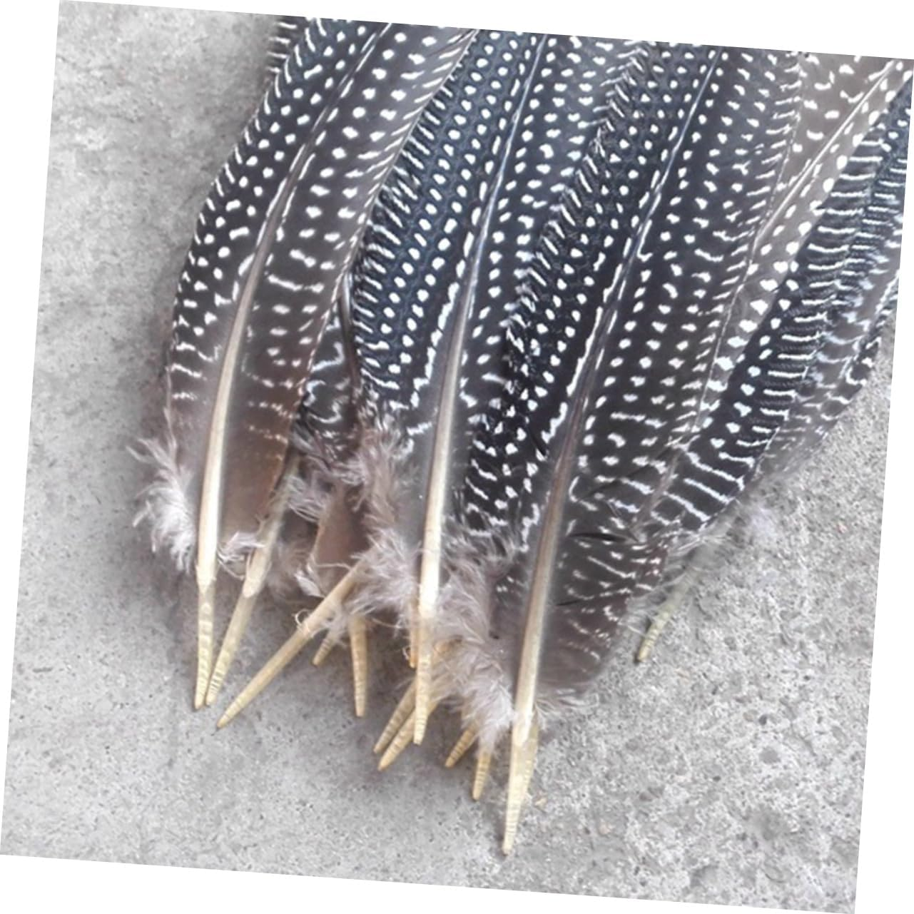 Operitacx 50Pcs Pheasant Feathers Party Decor Natural Feathers Decorate Fan Pearl image number 2