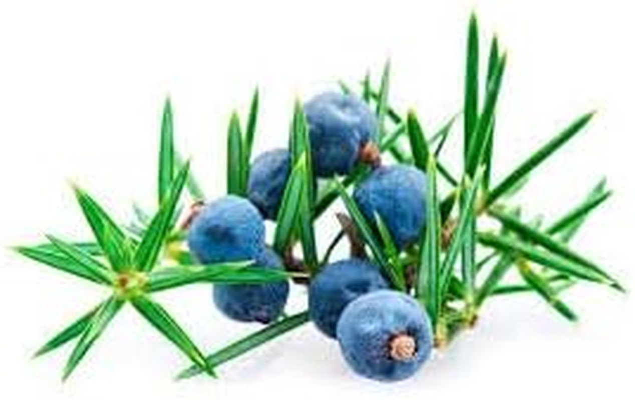 Juniper Essential Oil image number 1