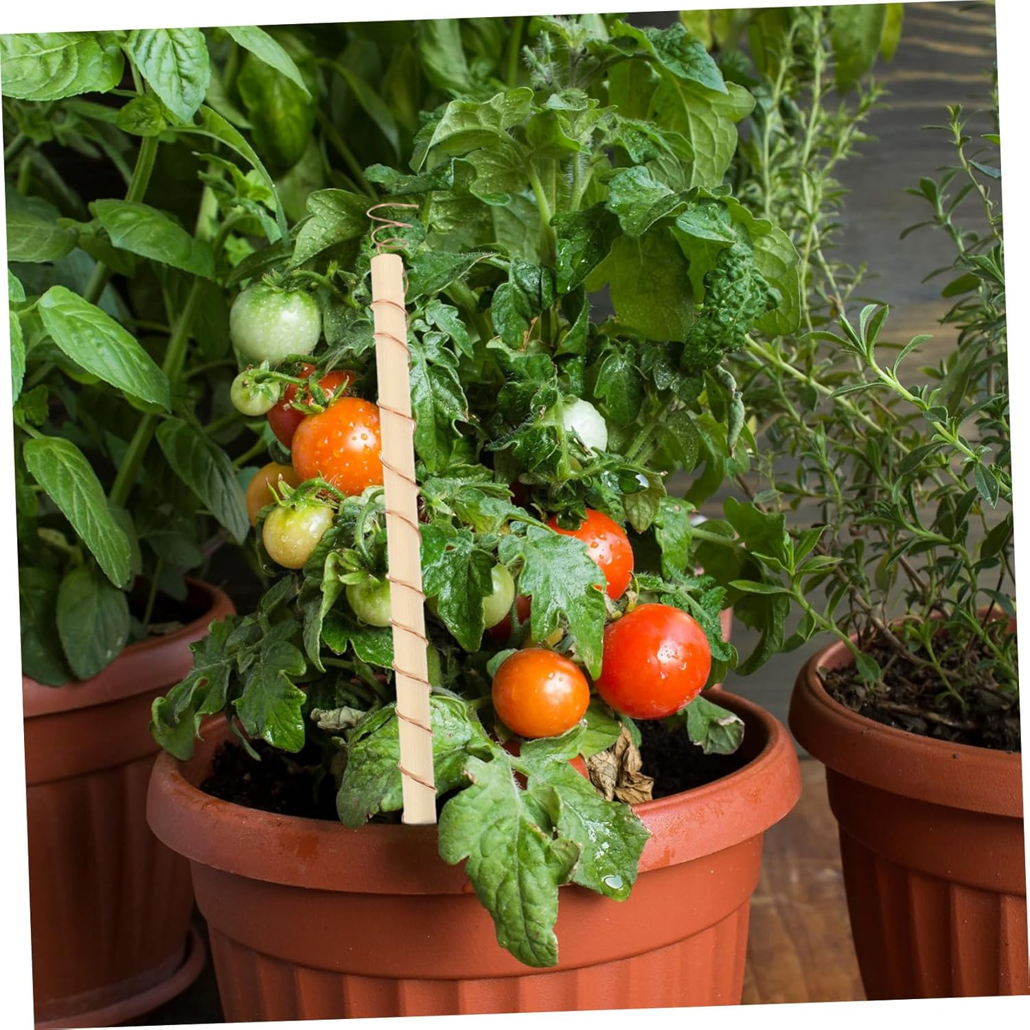 Yardenfun 4Pcs Vegetable Antenna Coils Plant Stake Gardening Coil Antenna for Garden Accessory Optimize Plant Vigor image number 2