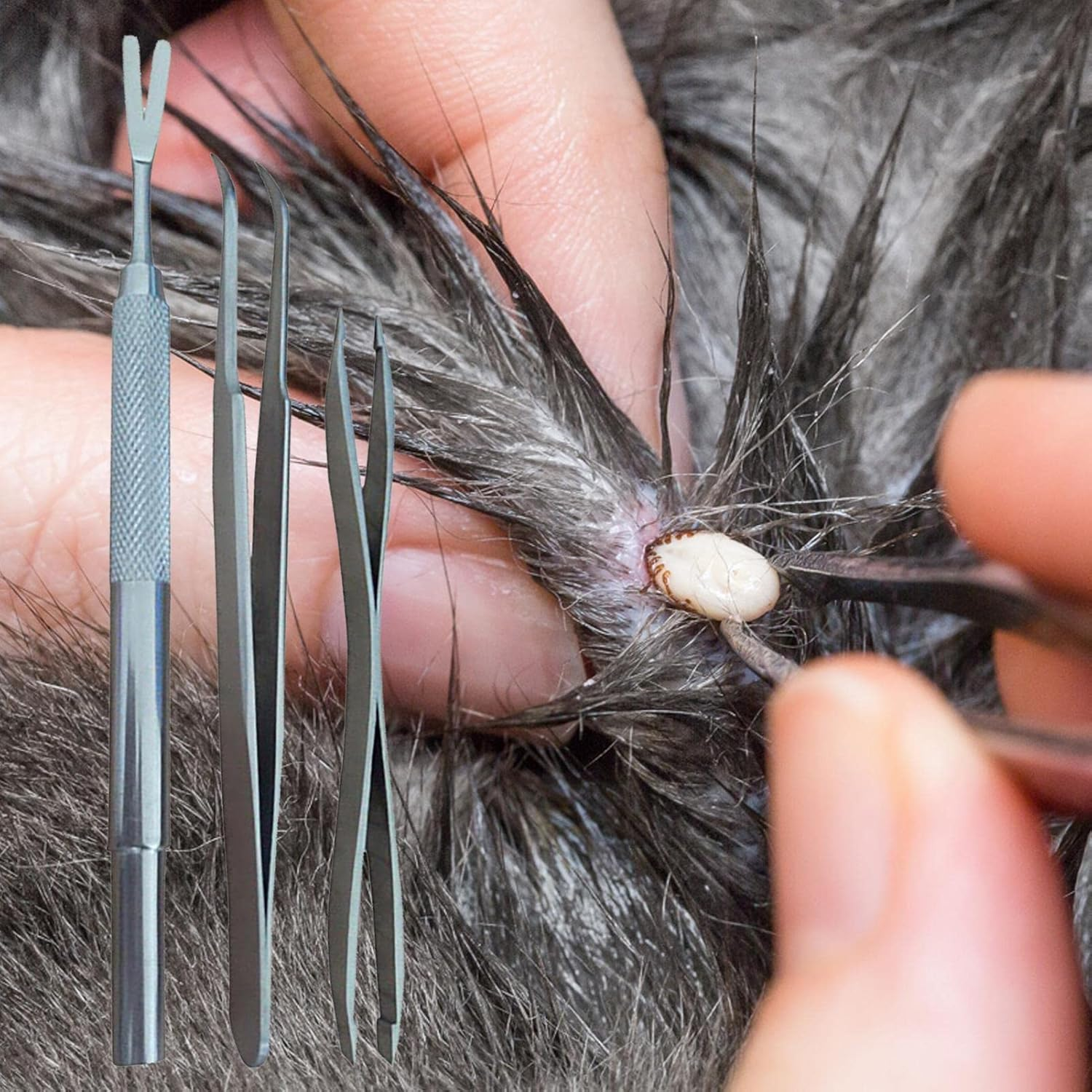 Tick Remover Kit, Pet Tick Tongs,Quick Safe Cat Dog Stick Tweezers Stainless Steel Tick off Tool For, Cat, Human with Storage Box(Pack of 3) image number 4