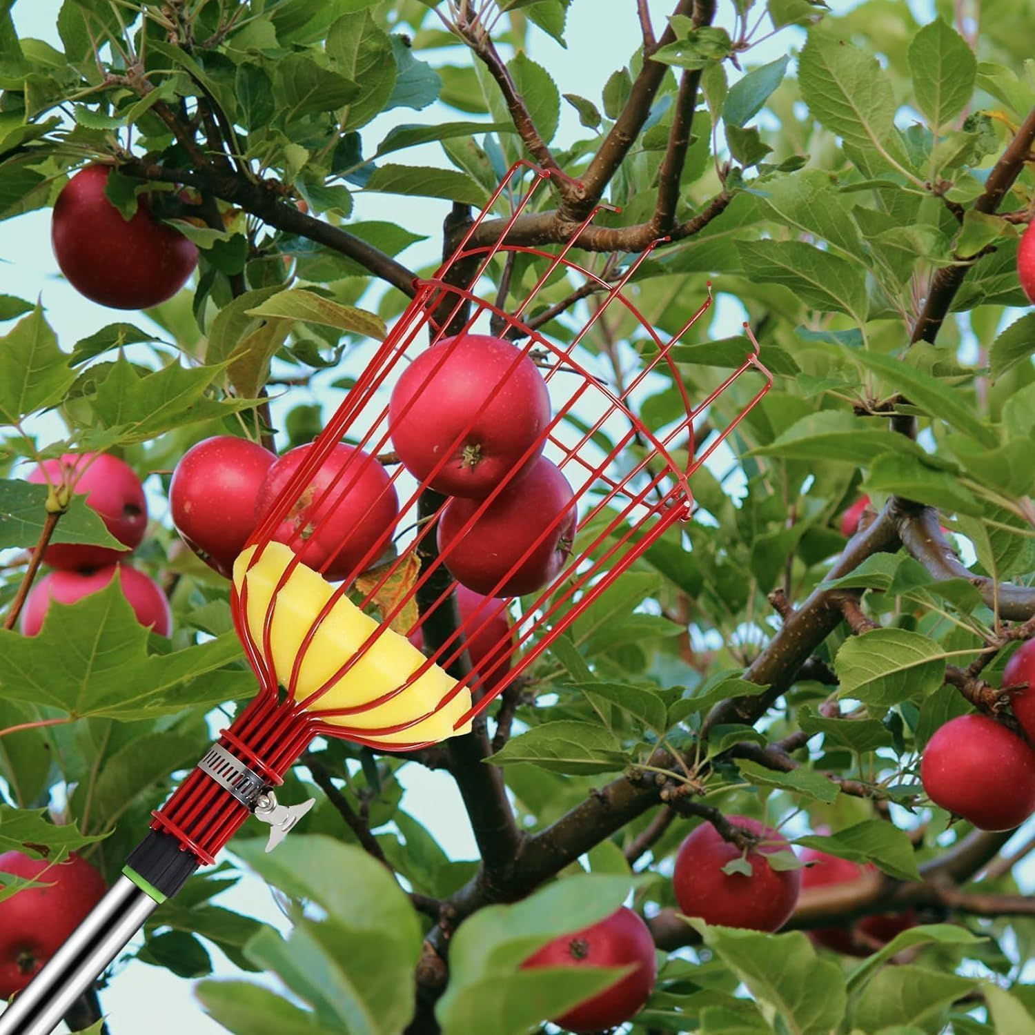 Fruit Picker Tool, 2.4M 8Ft Height Adjustable Fruit Picker Pole Tool with Baskets, Light-Weight Stainless Steel Fruit Picking Equipment for Apples Oranges Tangerines Pears Mangoes Avocados