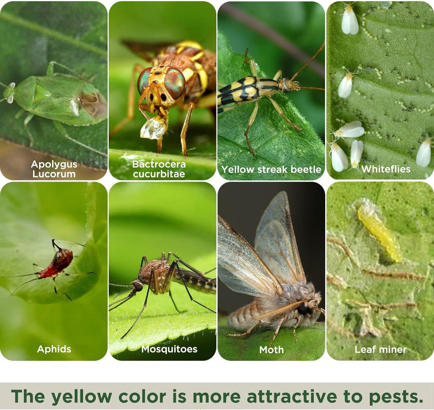 Aieve 54 PCS Sticky Traps, Yellow Dual-Sided Sticky Insect Catcher, Fruit Fly Fungus Gnat Trap Killer with Twist Ties, for Whiteflies Mosquitos Fungus Aphids Leafminers Indoor Outdoor image number 1