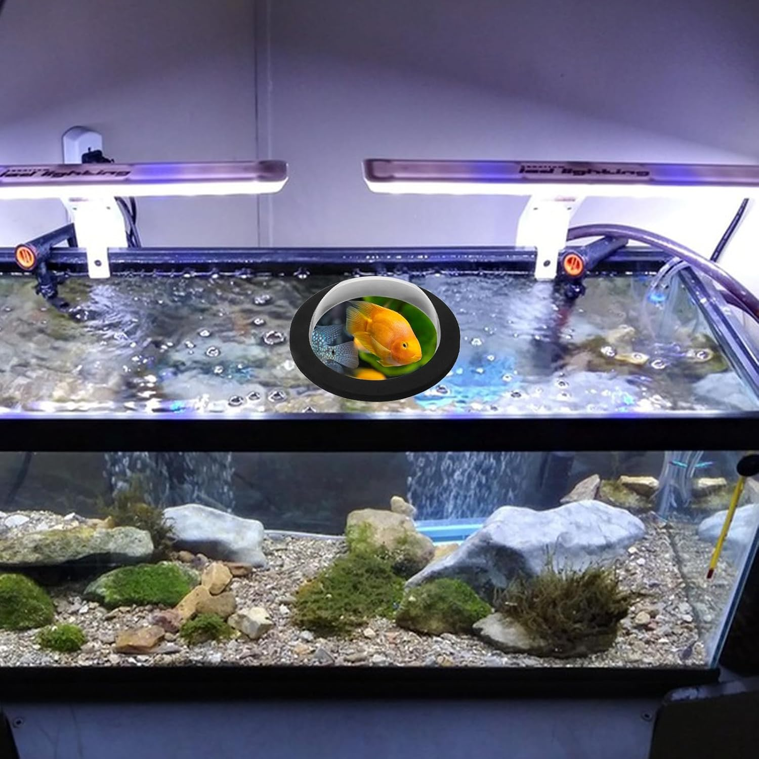 DECHOUS Floating Small Fish Dome Cover for Outdoor Garden Pond 15Cm Lightweight Acrylic Floating Aquarium Dome Black Base and Lid for Aquatic Pets image number 5