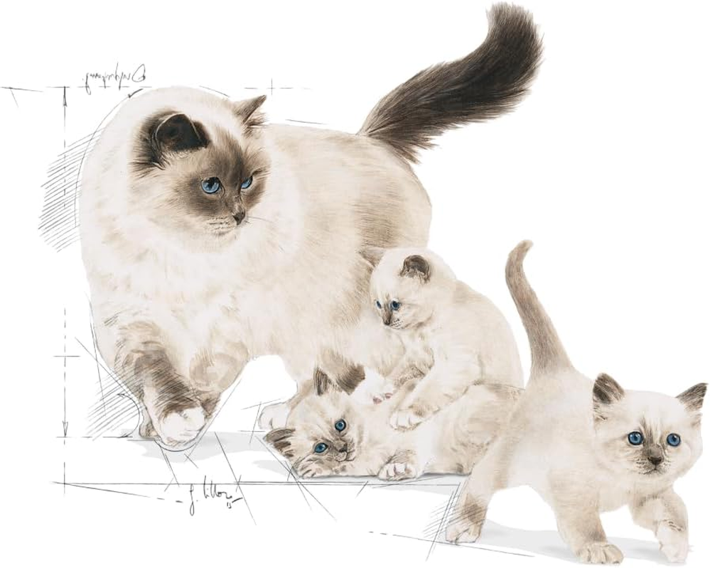 Royal Canin First Age Mother and Babycat Dry Food 2 Kg image number 2